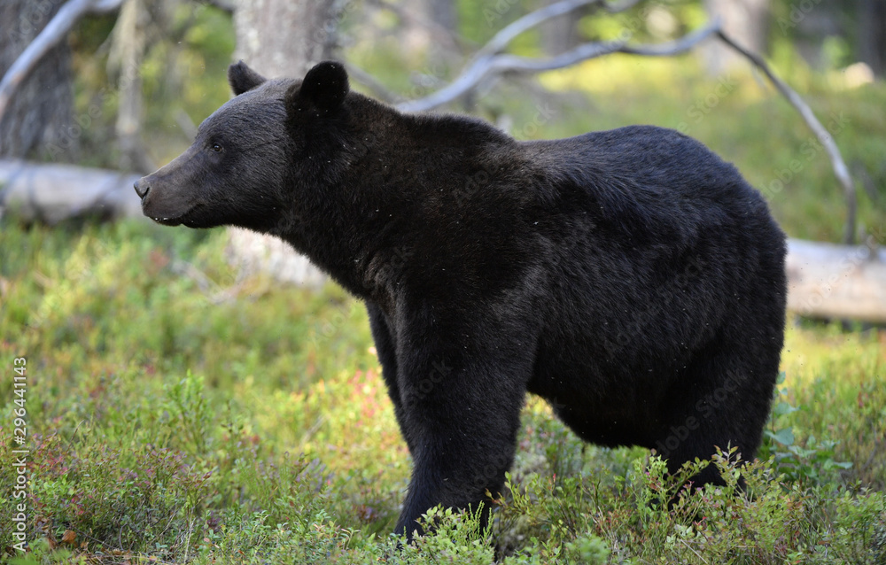 Fototapeta premium Brown bear in the summer forest at sunset. Green pine forest natural background. Scientific name: Ursus arctos. Natural habitat. Summer season.