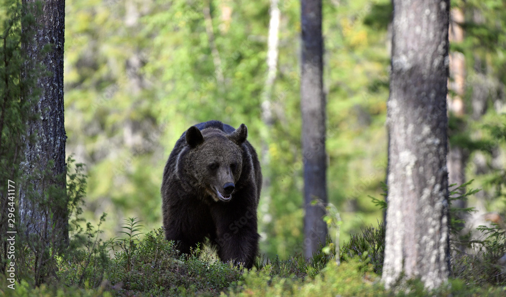Brown bear in the summer forest. Green forest natural background. Scientific name: Ursus arctos. Natural habitat. Summer season. Brown bear in the summer forest. Green forest natural background. Scientific name: Ursus arctos. Natural habitat. Summer season.