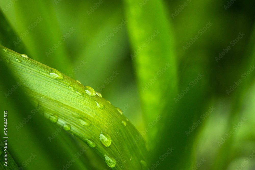 Naklejka premium green leaf with water drops