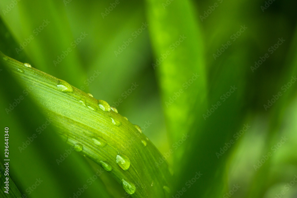 Naklejka premium water drops on green grass