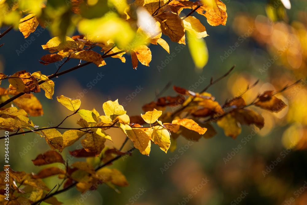 Fototapeta premium Jesienne liście