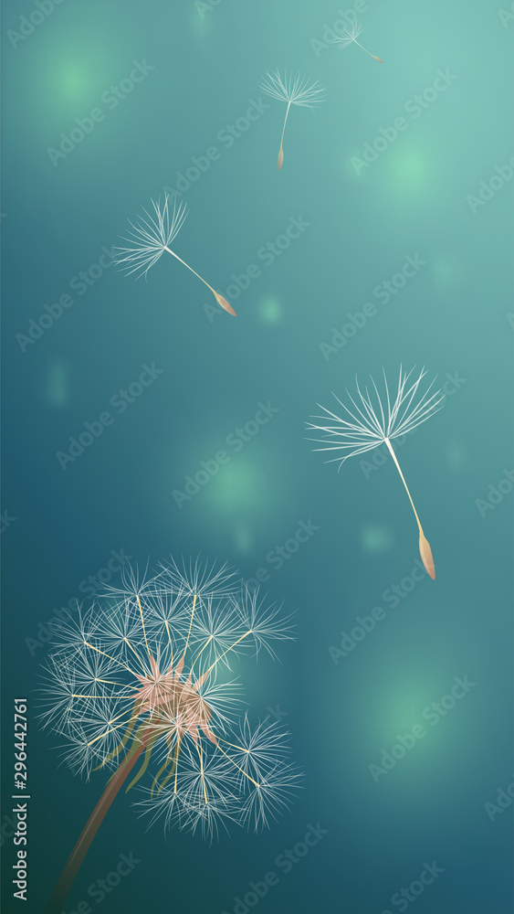 Obraz premium Dandelion in Green horizontal blur backdrop. Bokeh light on summer season illustration. Closeup blowball with flying fluff field. Copy space banner vector.