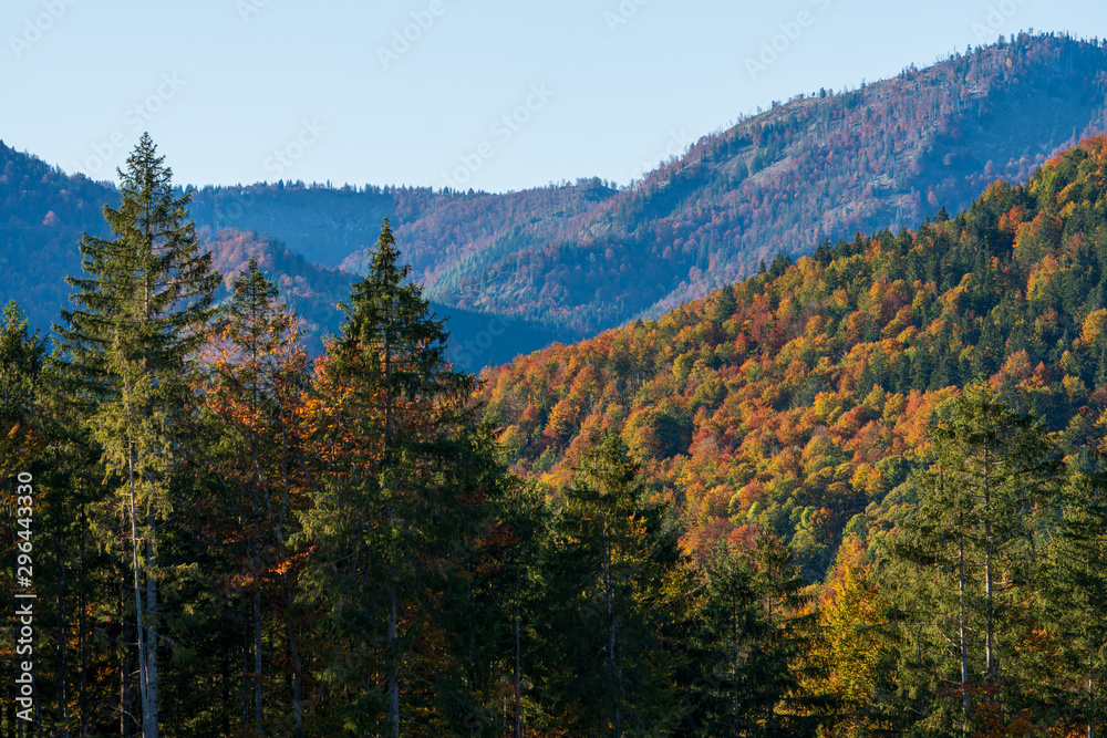 weitläufige Wald und Hügellandschaft im Herbst 