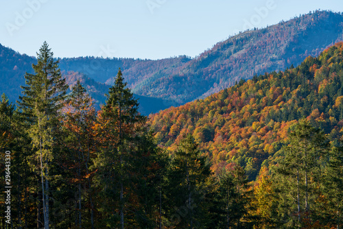 weitläufige Wald und Hügellandschaft im Herbst 