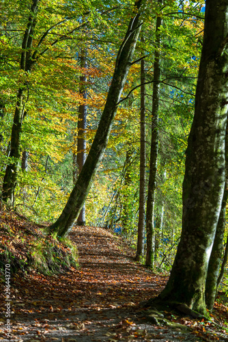 Fototapeta Naklejka Na Ścianę i Meble -  Wanderweg durch den Wald im Herbst