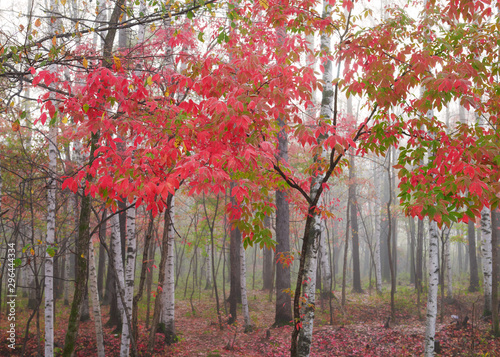 The silver birch trees and red leaves.