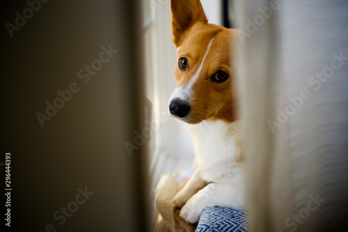 corgi