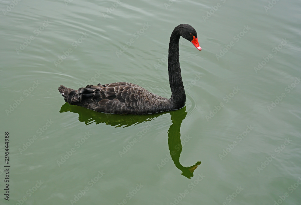 Obraz premium A black swan on a lake in Xiamen, China