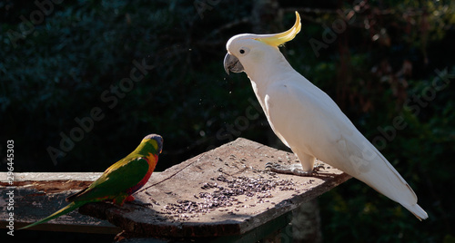 Birds of Queensland