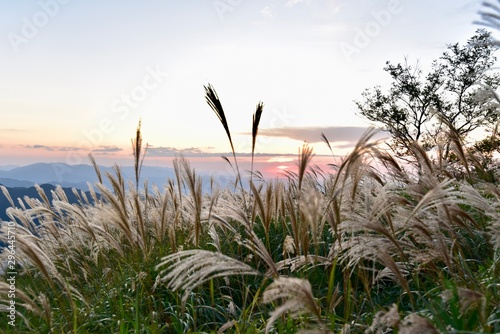 grass on the beach