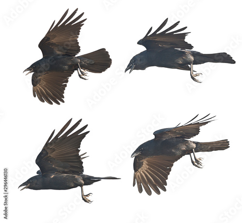 Flying crows on white background