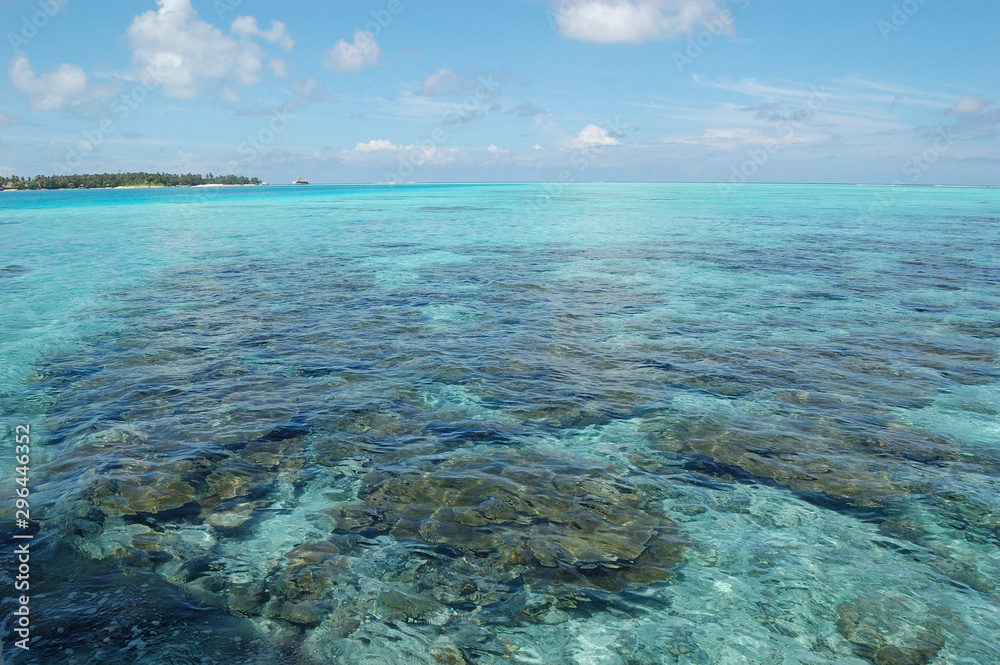Fototapeta premium Rich coral reefs seen through the water in the Maldives