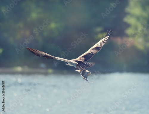 Osprey in Flight Carrying A Fish In It's Talons