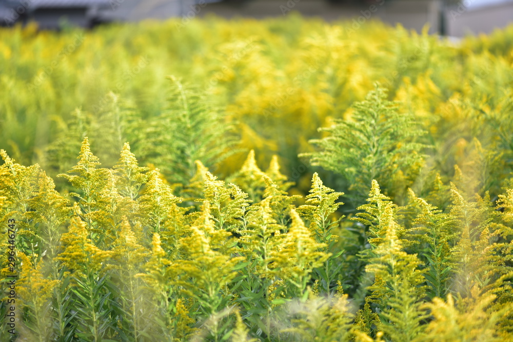 yellow flowers in field yellow flowers in field