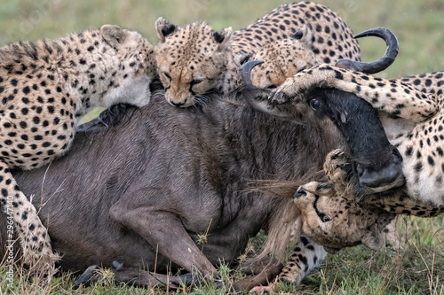 Fototapeta Naklejka Na Ścianę i Meble -  Four cheetah take down a wildebeest as the animal struggles to get back on its feet.  Image taken in the Maasai Mara, Kenya.