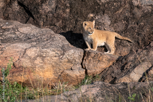 Tiny lion cub - part of the Black Rock Pride of lions - stands at the entrance to its den.  Image taken in the Maasai Mara  Kenya.