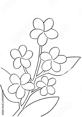 Coloring Page frangipani flower