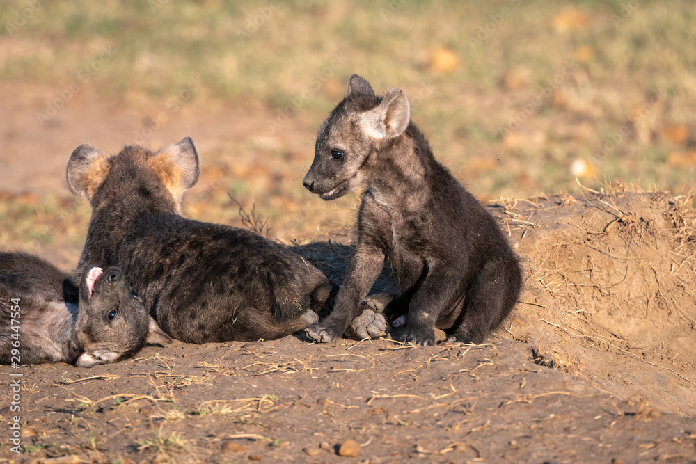 Very young hyena cubs sit in the sunshine, playing outside of their den.  Image taken in the Maasai Mara, Kenya.