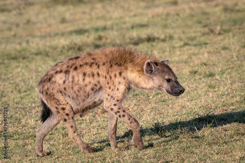 Fototapeta Close up of an adult hyena walking in the grass