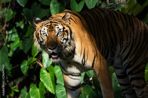 Photos of tiger naturally.