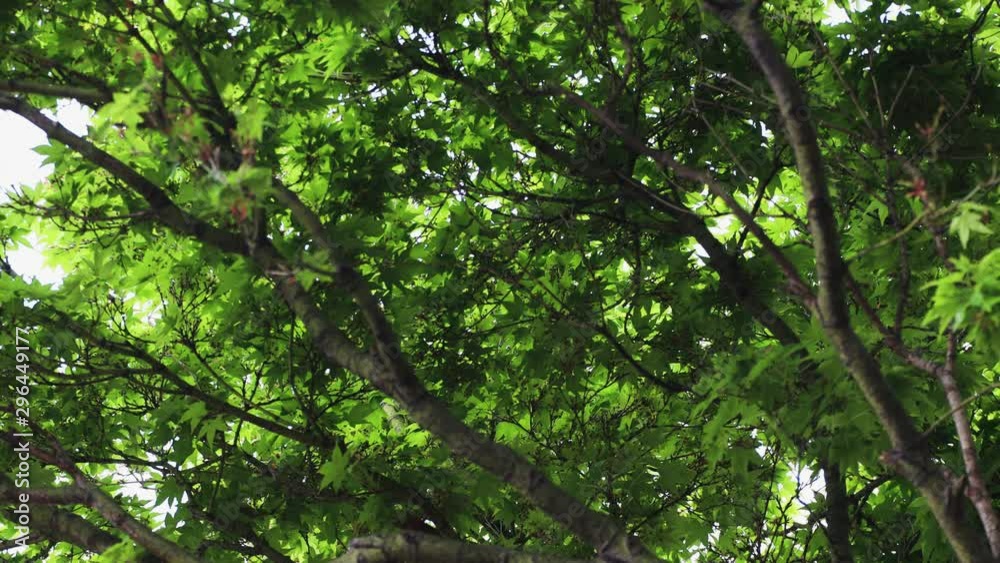 japanese maple tree with vibrant green lushious foliage with lens zooming out japanese maple tree with vibrant green lushious foliage with lens zooming out