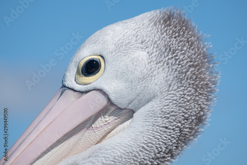 Pelican on urangan pier  photo