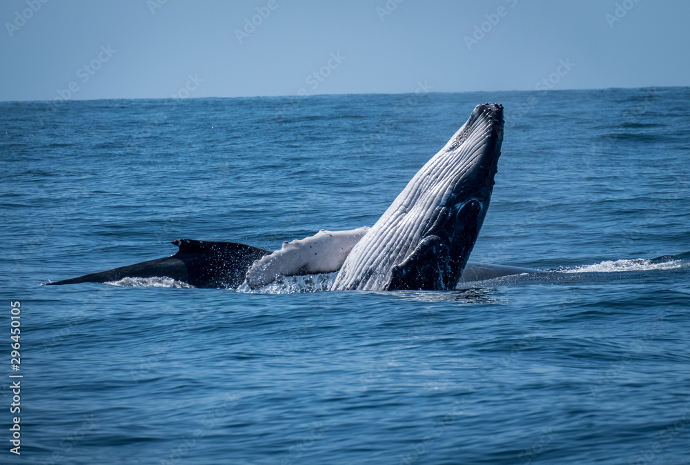 Obraz premium Whale breaching next to mum