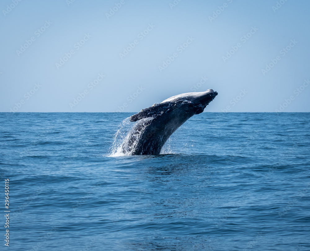 Fototapeta premium Whale breaching 