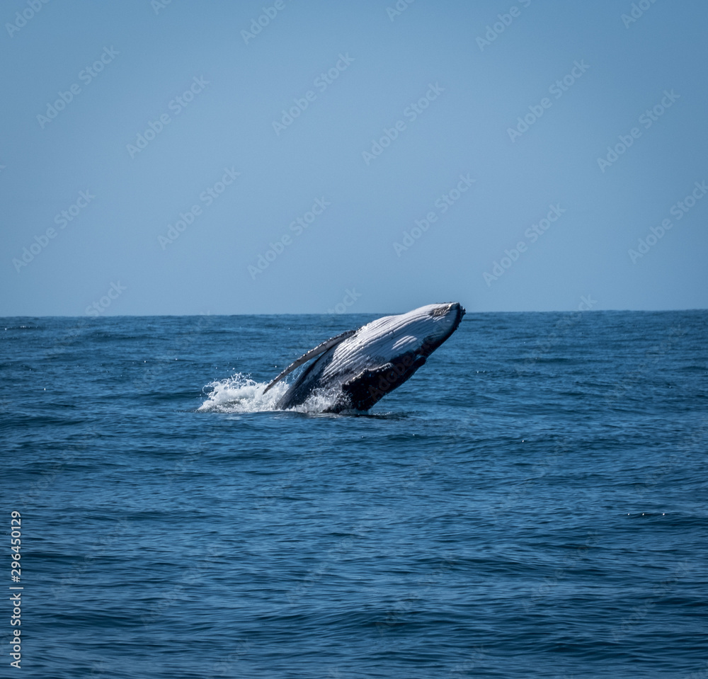 Obraz premium Breaching calf whale