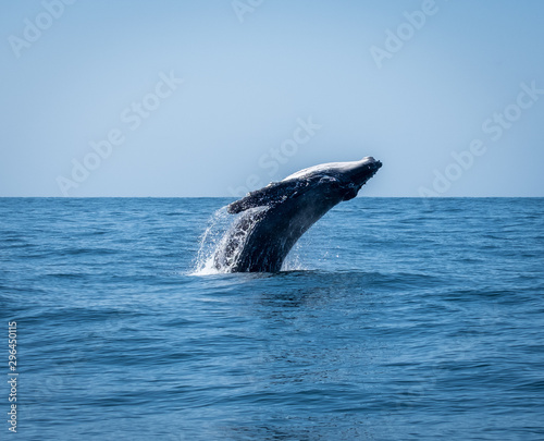 Whale breaching  © Amanda