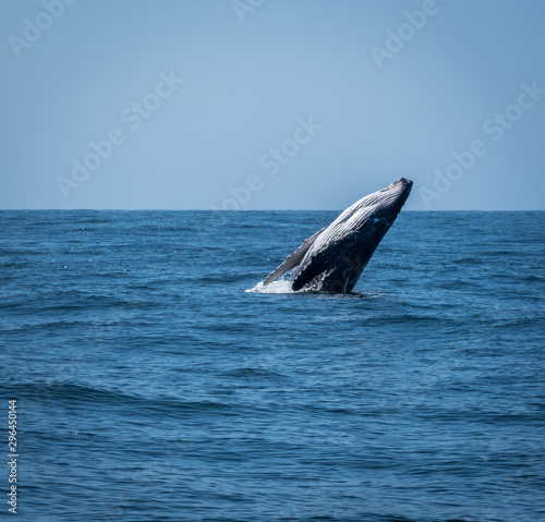 Calf whale breaching