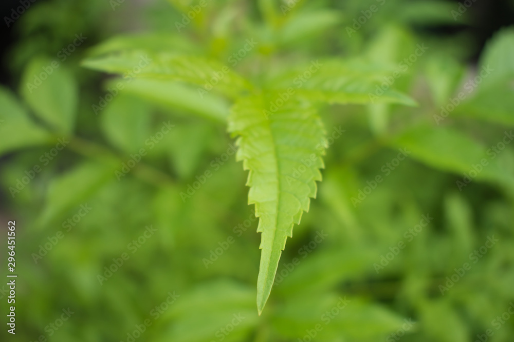 Close up at the end of the green leaves. Nature concept. Close up at the end of the green leaves. Nature concept.