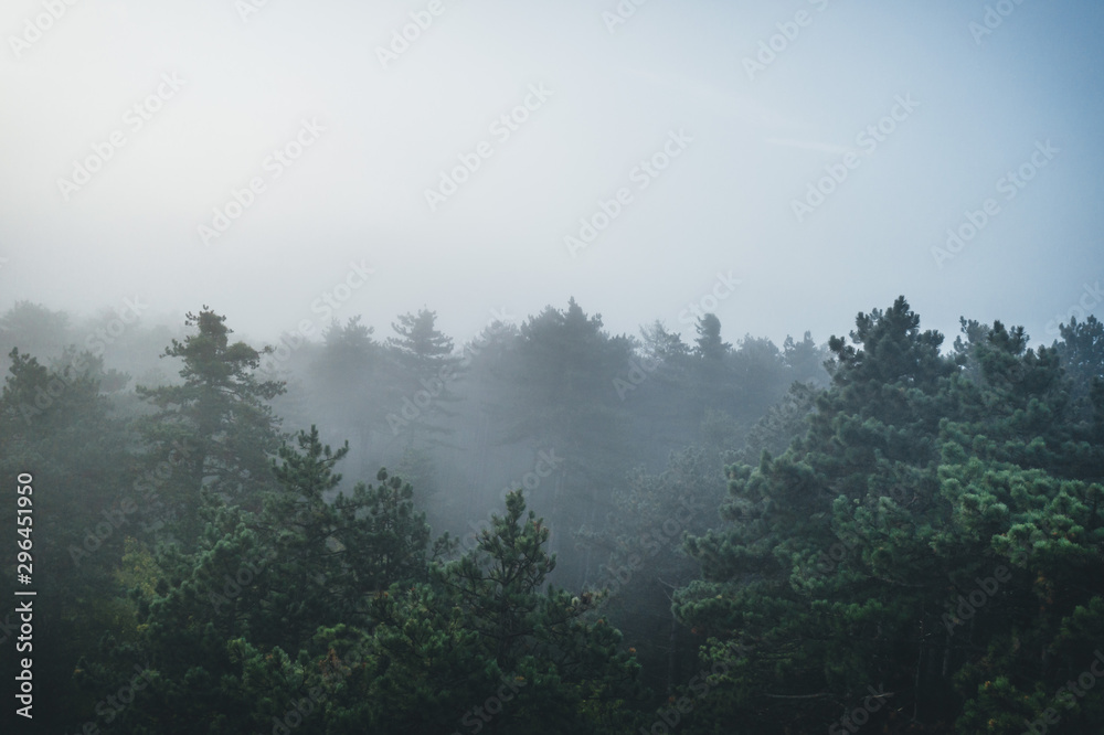 Misty beech forest on the mountain in a nature reserve.