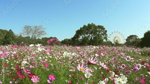 Wallpaper Mural 観覧車とコスモス畑 Torontodigital.ca