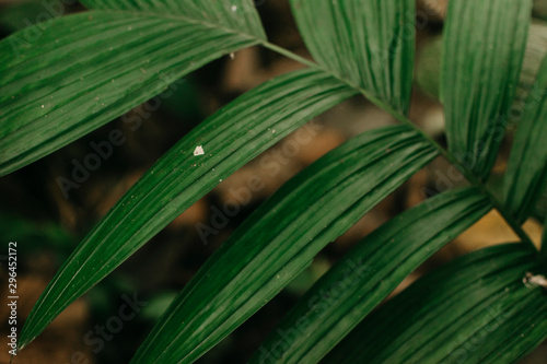 plant