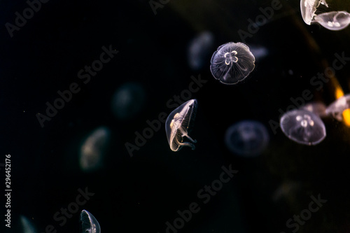 Fototapeta Naklejka Na Ścianę i Meble -  Group of jellyfish swimming in the water tank