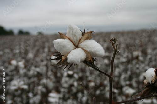 Cotton in the Hull