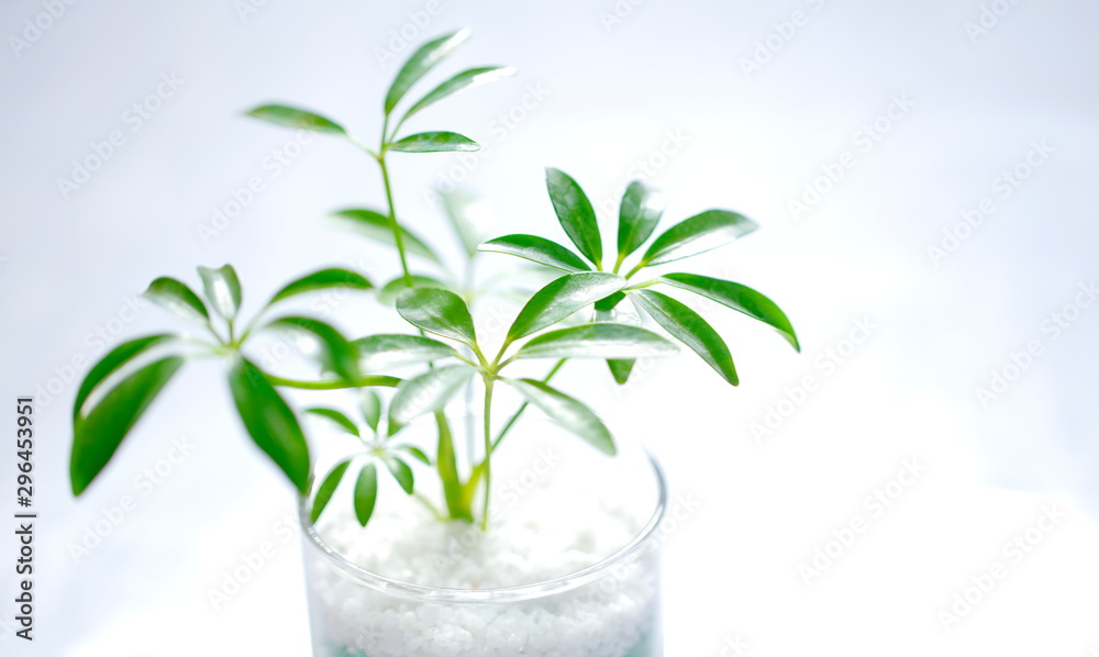 観葉植物 観葉植物