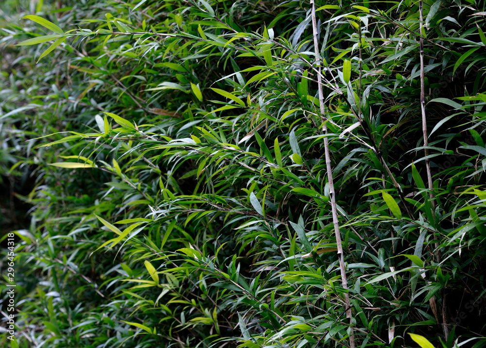 Obraz premium ガーデニング