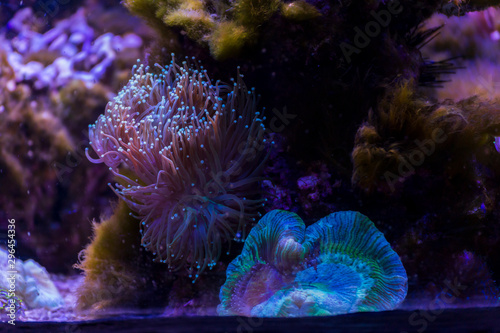 Marine ecosystem background on a coral reef