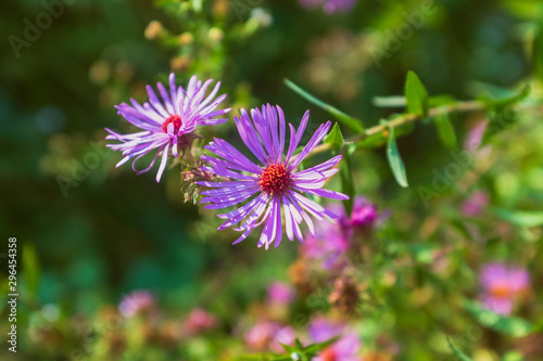 close-up of pink aster flowers in a garden