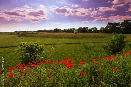 Beautiful pastoral scenery in early summer  with wild red poppy flowers along old railroad track