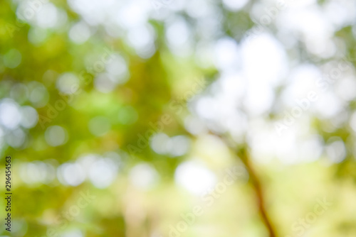 Natural green leaves bokeh, abstract blur background