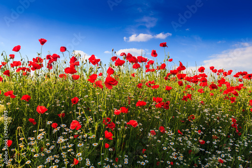 Rural fields in summer, with beautiful blooming wild red poppy flowers © Calin Tatu