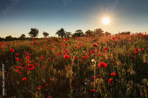 Rural fields in summer, with beautiful blooming wild red poppy flowers © Calin Tatu