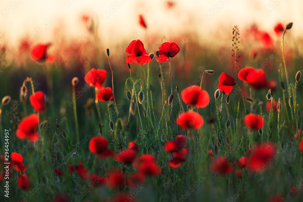 Fototapeta premium Wild red poppies at sunset, in a remote rural field in Eastern Europe