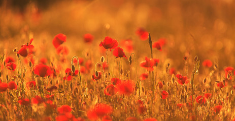 Papier peint photo Coquelicots Coquelicots sauvages des campagnes estivales  © Calin Tatu