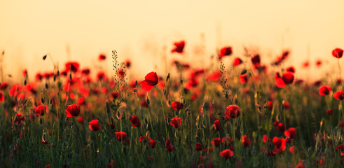 Papier peint photo Coquelicots Champs ruraux aux coquelicots sauvages  © Calin Tatu