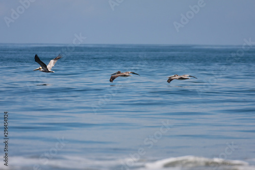 Birds on the sea  Pacific coast of Ecuador