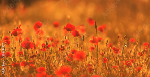 Wiejskie pola w lecie, z pięknymi kwitnącymi dzikimi czerwonymi kwiatami maku